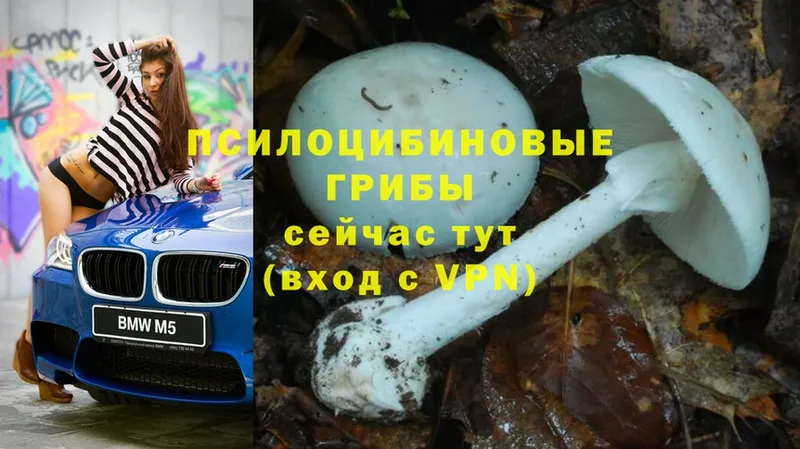 Псилоцибиновые грибы Psilocybine cubensis  закладка  Макарьев 